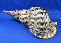 Charonia tritonis